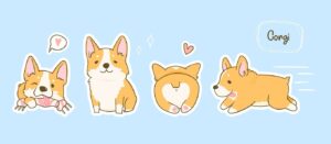 Fototapeta Piesek Corgi
