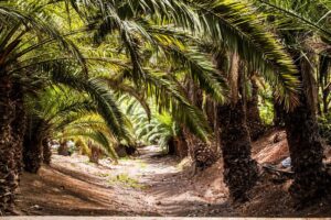 Fototapeta Palma na Plaży — wzór 2