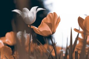 Fototapeta Wiosenne Tulipany