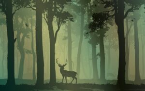 Fototapeta Tajemniczy Las — wzór 5