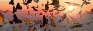 Fototapeta Butterflies