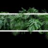 Fototapeta Liście w Czerni — wzór 3