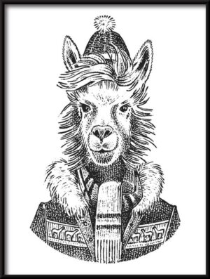 Plakat Lama w Czapce