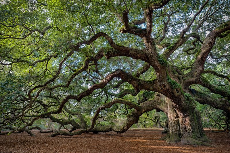 Large southern live oak (Quercus virginiana) near Charleston, South Carolina Obraz Żywy Dąb Południowy