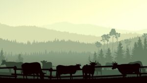 Fototapeta Ilustracja Byków