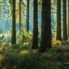 Fototapeta Liście Palmy — wzór 8095