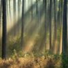 Fototapeta Zachód Słońca — wzór 14