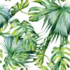 Fototapeta Zieleń Palm