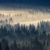 Fototapeta Siwy Koń