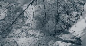 Fototapeta Tekstura Liści — wzór 10820