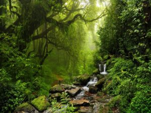 Fototapeta Selva De Nepal