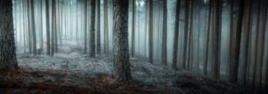 Fototapeta Tajemniczy Las — wzór 2