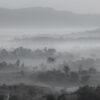 Fototapeta Leśna Mgła