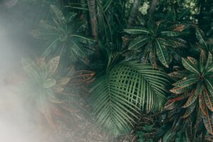 Fototapeta Dżungla We Mgle — wzór 13786