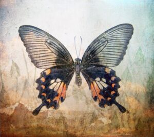 Fototapeta Olbrzymi Motyl