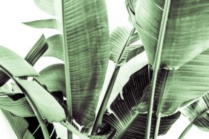 Fototapeta Liście Bananowca — wzór 2