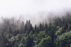 Fototapeta Mglisty Las — wzór 2