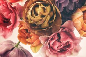 Fototapeta Tulipany Vintage