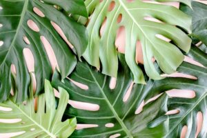 Fototapeta Tropikalne Liście Monstera