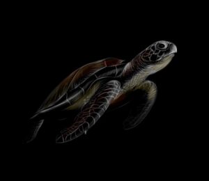 Fototapeta Żółw Morski — wzór 2