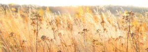 Fototapeta Jesienna Natura