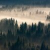 Fototapeta Złote Liście — wzór 5