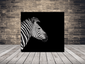 Obraz Wychylająca się Zebra