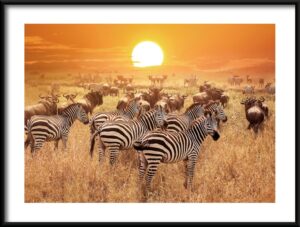Plakat Fauna Afryki