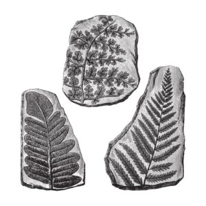 Fototapeta Skamieliny