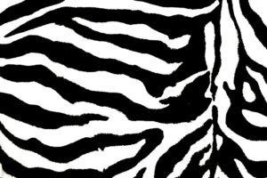 Fototapeta Zebra — wzór 45547