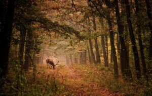 Fototapeta Jesienna Sceneria — wzór 3