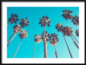 Plakat Las Palm