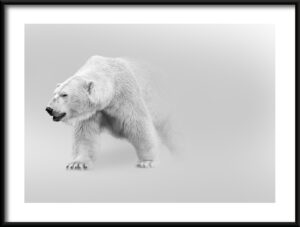 Plakat Niedźwiedź Polarny