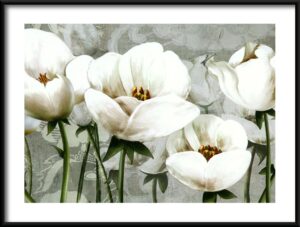 Plakat Białe Tulipany