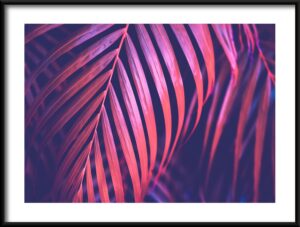 Plakat Różowa Palma — wzór 2