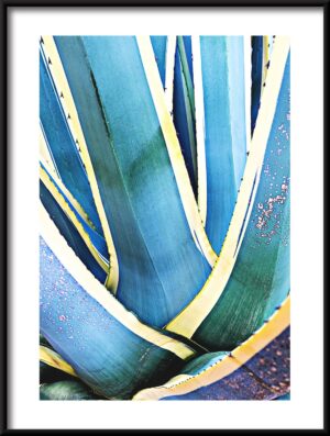 Plakat Liście Agawy — wzór 47099