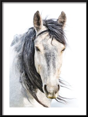 Plakat Portret Konia