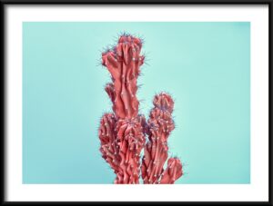 Plakat Czerwony Kaktus
