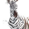 Fototapeta Dwa Wieloryby — wzór 2