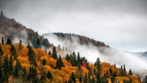 Fototapeta Kolorowy Las — wzór 2