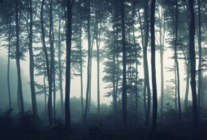 Fototapeta Szara Mgła — wzór 50474