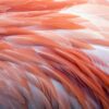 Fototapeta Dwa Słonie