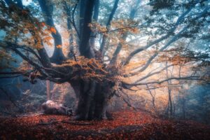 Fototapeta Magiczne Drzewo — wzór 49422