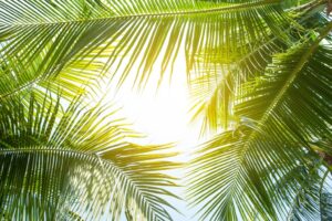 Fototapeta Światło Wśród Palm