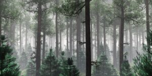 Fototapeta Wysokie Drzewa — wzór 2