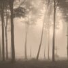 Fototapeta Kompozycja z Liści — wzór 50096