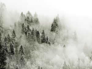 Fototapeta Mgła i Las