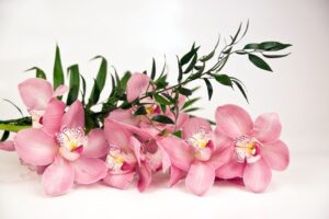 Fototapeta Róż Orchidei