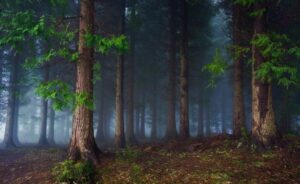 Fototapeta Ciemny Las — wzór 3