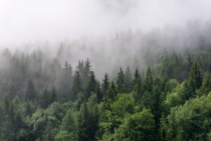 Fototapeta Mglisty Las — wzór 5